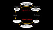 Haploid-diploid sexual cycle