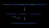 mRNA splicing, animation