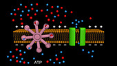 Ion pump and membrane resting potential