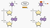 Oxidation and reduction of NAD, animation