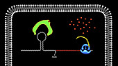 Ferritin and cellular iron response