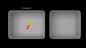 Bacterial infection, actin nucleation