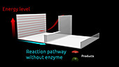 Enzymes and activation energy