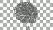 Human brain rotating