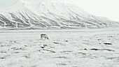 Reindeer grazing in Arctic