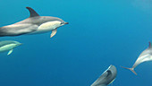 Common dolphin Delphinus delphis