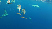 Atlantic spotted dolphin Stenella frontal