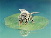 Bee drinking on water plant