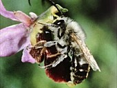 Pollen heads on bee