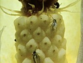 Pollinating female Arum flowers
