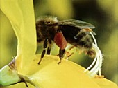 Bee on a broom flower