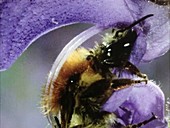 Bee triggering sage flower