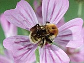 Bumblebee on Malva flower