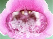 Foxglove, close-up