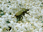 Flower chafer beetle on elder flowers