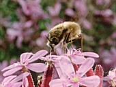 Bee fly feeding on soapwort flowers