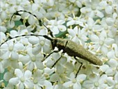 Longhorn beetle on elder flowers