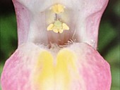 Snapdragon flower opening