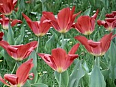 Tulips in field