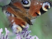 Peacock butterfly