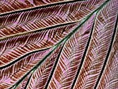 Hummingbird feather, microscopy