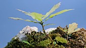 Oak seedling, timelapse