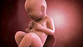 Human foetus, week 40