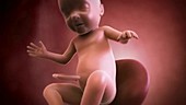 Human foetus, week 33