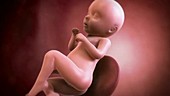 Human foetus, week 31