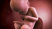 Human foetus, week 29