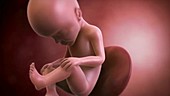 Human foetus, week 27