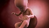 Human foetus, week 25