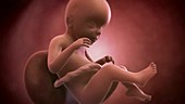 Human foetus, week 23