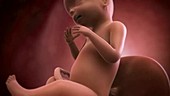 Human foetus, week 21