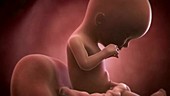 Human foetus, week 17