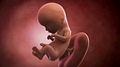 Human foetus, week 15