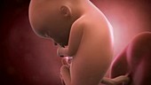Human foetus, week 13