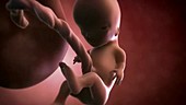 Human foetus, week 11