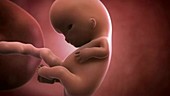 Human embryo, week 9