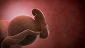 Human embryo, week 5