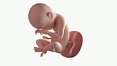 Human foetus, week 38