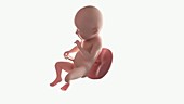 Human foetus, week 34