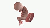Human foetus, week 32