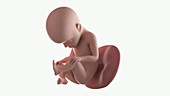 Human foetus, week 27
