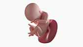 Human foetus, week 19