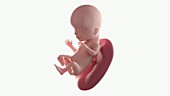 Human foetus, week 15