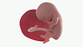 Human foetus, week 11