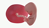 Human embryo, week 9