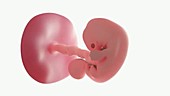 Human embryo, week 7