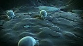 Dust mites